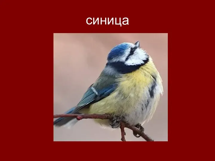 синица