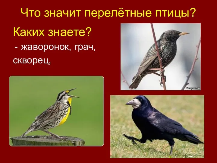 Что значит перелётные птицы? Каких знаете? жаворонок, грач, скворец,