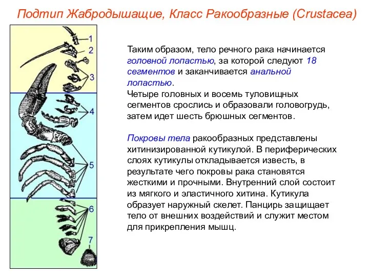 Таким образом, тело речного рака начинается головной лопастью, за которой