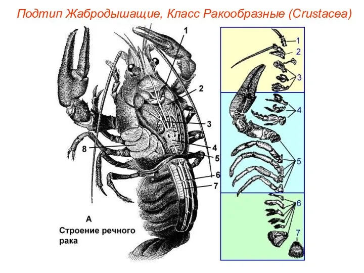 Подтип Жабродышащие, Класс Ракообразные (Crustacea)