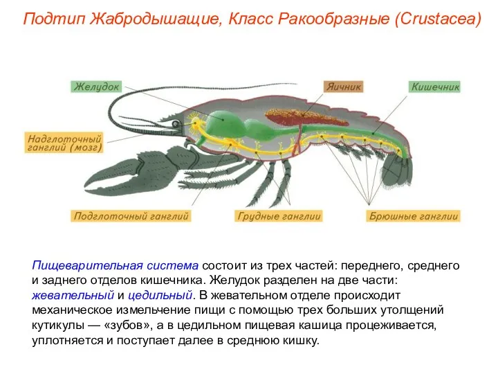 Пищеварительная система состоит из трех частей: переднего, среднего и заднего