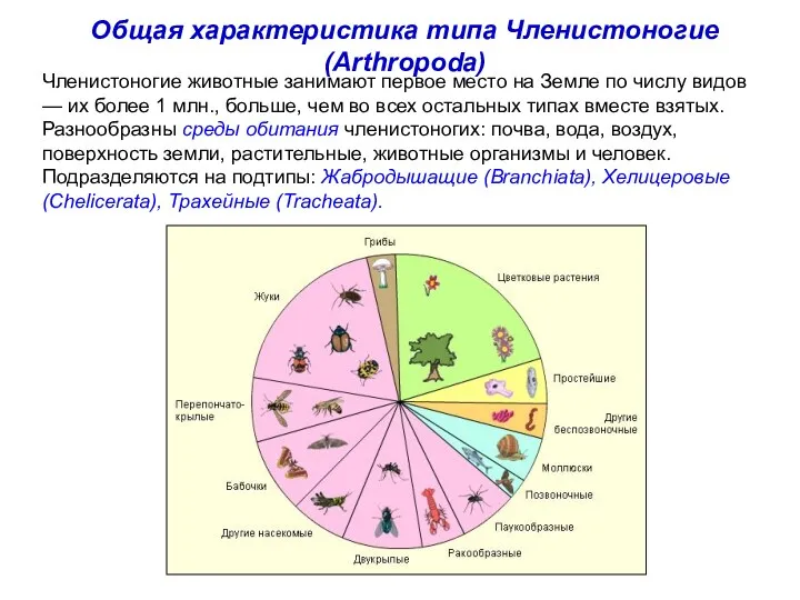 Членистоногие животные занимают первое место на Земле по числу видов