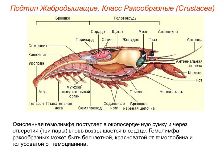 Окисленная гемолимфа поступает в околосердечную сумку и через отверстия (три