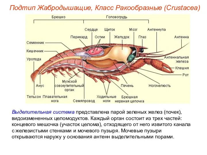 Выделительная система представлена парой зеленых желез (почек), видоизмененных целомодуктов. Каждый