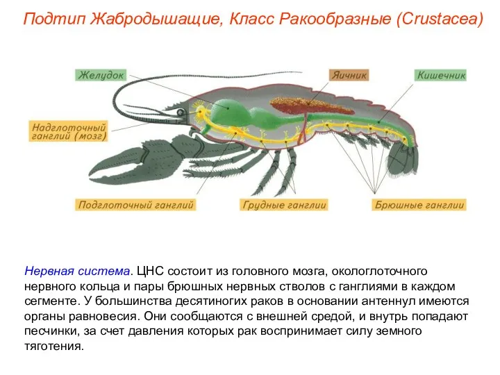 Нервная система. ЦНС состоит из головного мозга, окологлоточного нервного кольца