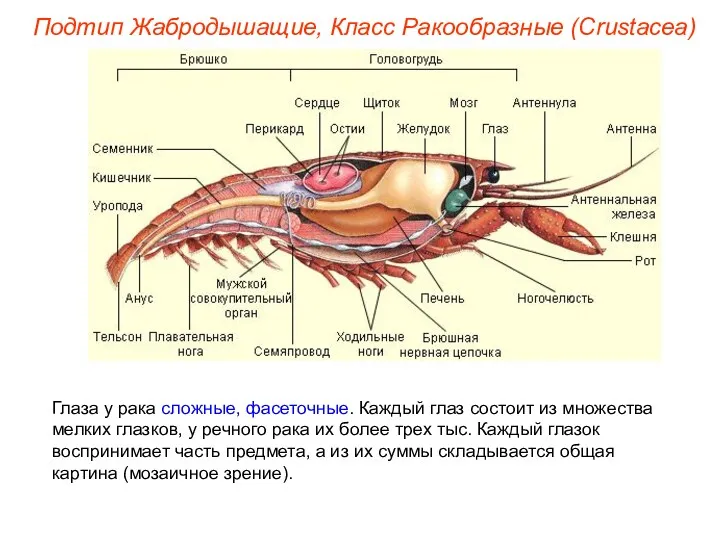 Глаза у рака сложные, фасеточные. Каждый глаз состоит из множества