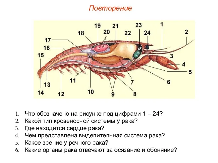 Повторение Что обозначено на рисунке под цифрами 1 – 24?