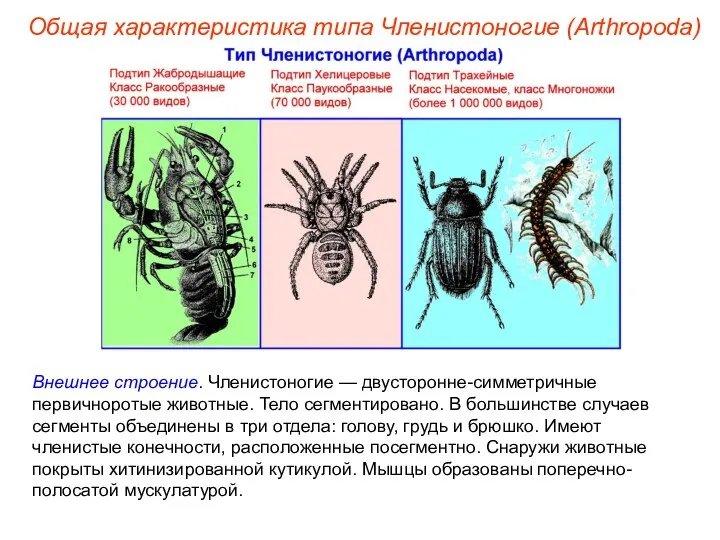 Внешнее строение. Членистоногие — двусторонне-симметричные первичноротые животные. Тело сегментировано. В