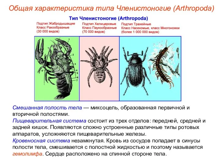 Смешанная полость тела — миксоцель, образованная первичной и вторичной полостями.