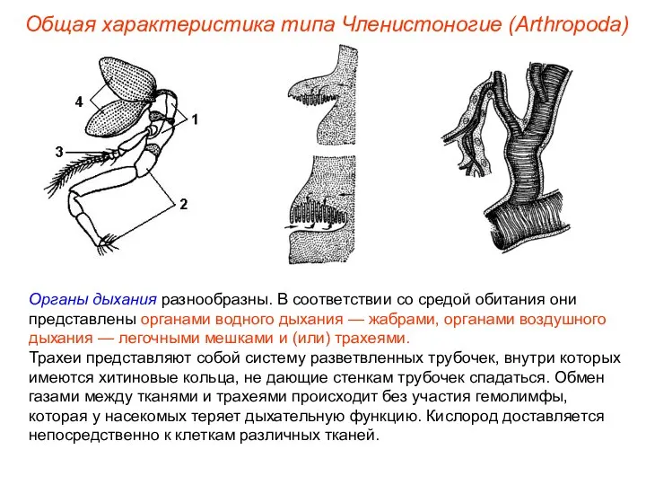 Общая характеристика типа Членистоногие (Arthropoda) Органы дыхания разнообразны. В соответствии