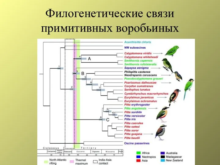 Филогенетические связи примитивных воробьиных