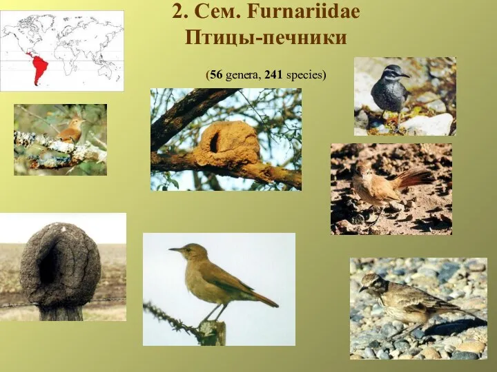 2. Сем. Furnariidae Птицы-печники (56 genera, 241 species)