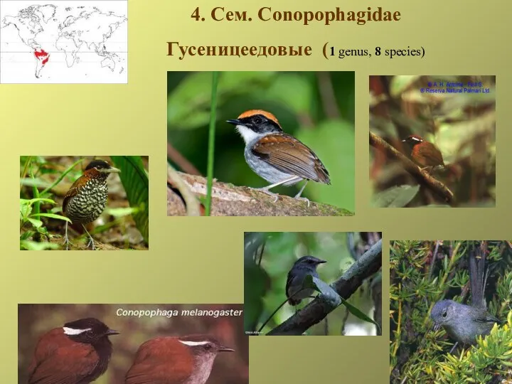 4. Сем. Conopophagidae Гусеницеедовые (1 genus, 8 species)