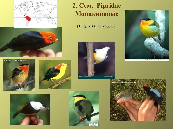 2. Сем. Pipridae Монакиновые (18 genera, 58 species)