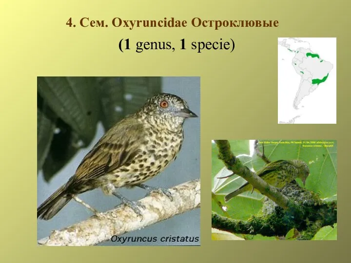 4. Сем. Oxyruncidae Остроклювые (1 genus, 1 specie)