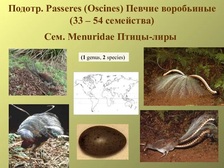 Подотр. Passeres (Oscines) Певчие воробьиные (33 – 54 семейства) Сем. Menuridae Птицы-лиры (1 genus, 2 species)