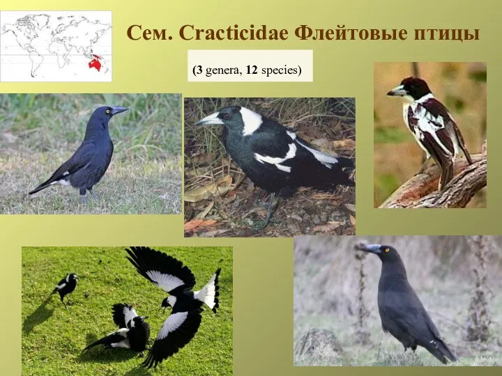 Сем. Cracticidae Флейтовые птицы (3 genera, 12 species)