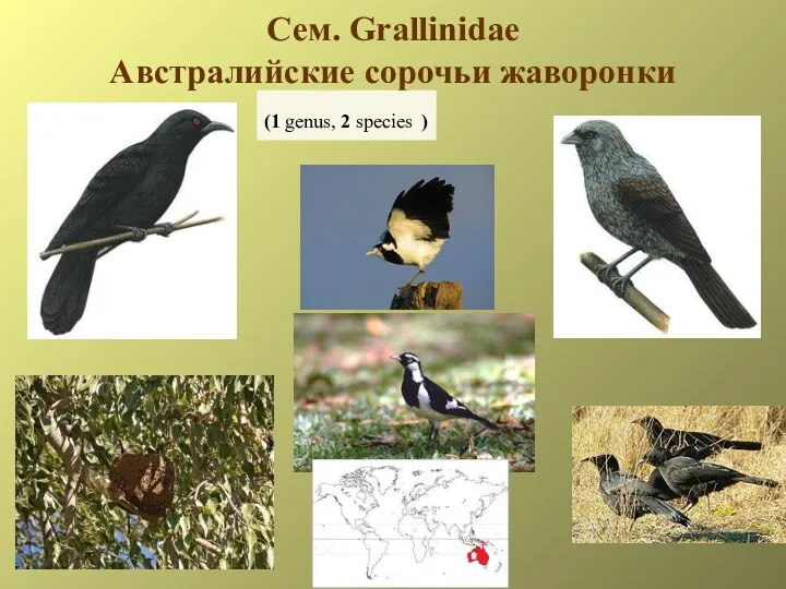 Сем. Grallinidae Австралийские сорочьи жаворонки (1 genus, 2 species )