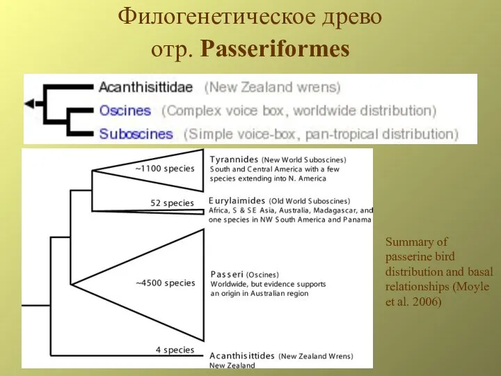 Филогенетическое древо отр. Passeriformes Summary of passerine bird distribution and basal relationships (Moyle et al. 2006)