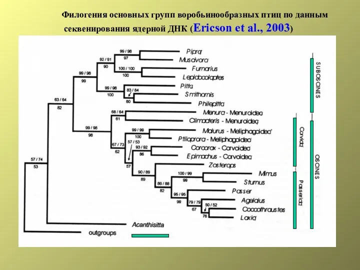 Филогения основных групп воробьинообразных птиц по данным секвенирования ядерной ДНК (Ericson et al., 2003)