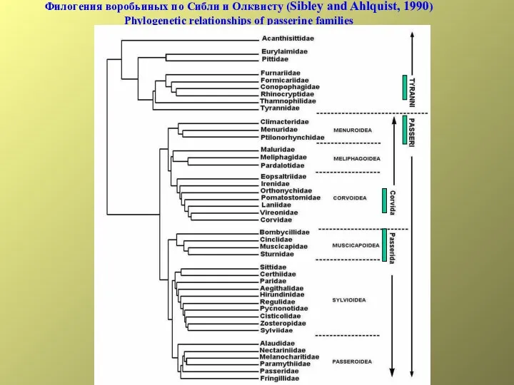 Филогения воробьиных по Сибли и Олквисту (Sibley and Ahlquist, 1990)