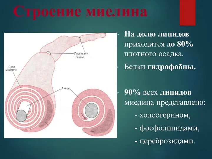 Строение миелина На долю липидов приходится до 80% плотного осадка.