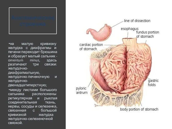 Анатомическое строение на малую кривизну желудка с диафрагмы и печени
