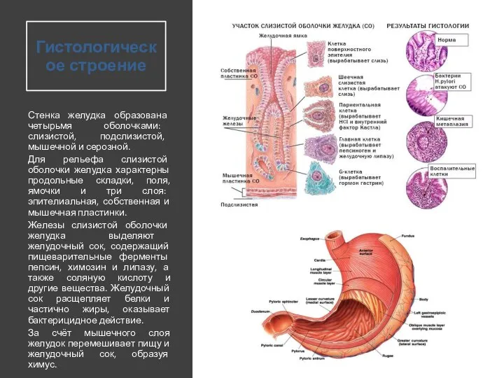 Гистологическое строение Стенка желудка образована четырьмя оболочками: слизистой, подслизистой, мышечной