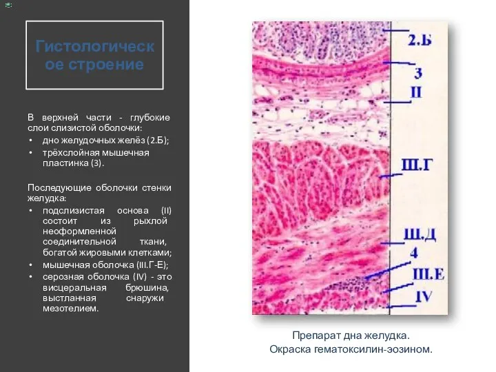 Гистологическое строение В верхней части - глубокие слои слизистой оболочки: