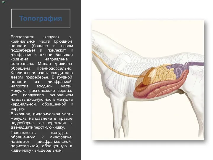 Топография Расположен желудок в краниальной части брюшной полости (больше в