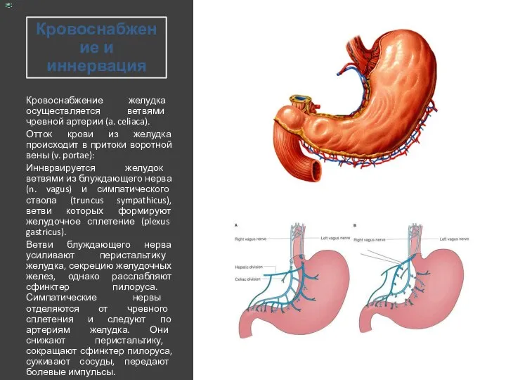 Кровоснабжение и иннервация Кровоснабжение желудка осуществляется ветвями чревной артерии (a.