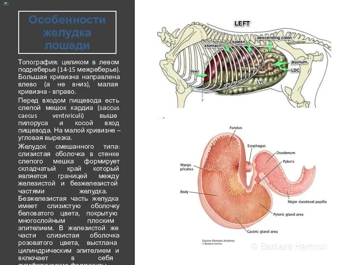 Особенности желудка лошади Топография: целиком в левом подреберье (14-15 межреберье).