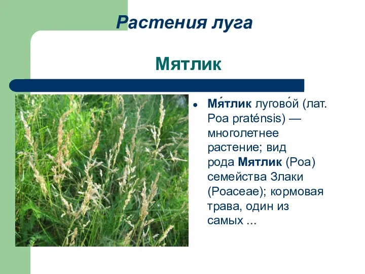Мятлик Мя́тлик лугово́й (лат. Poa praténsis) — многолетнее растение; вид