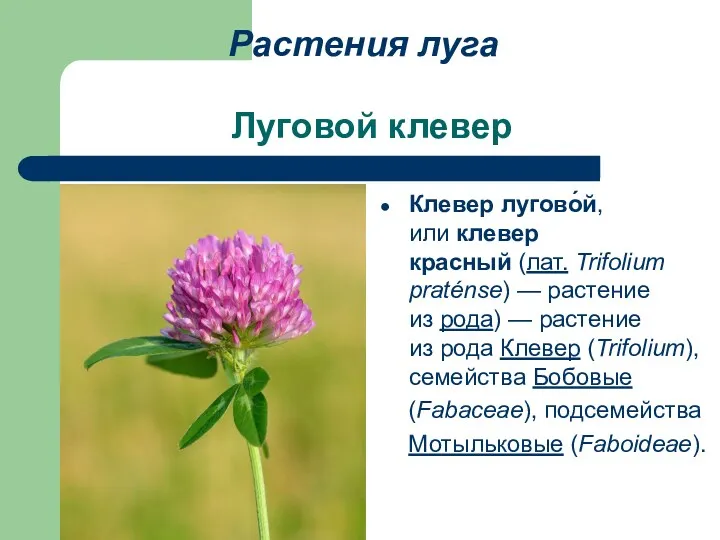 Луговой клевер Клевер лугово́й, или клевер красный (лат. Trifolium praténse)