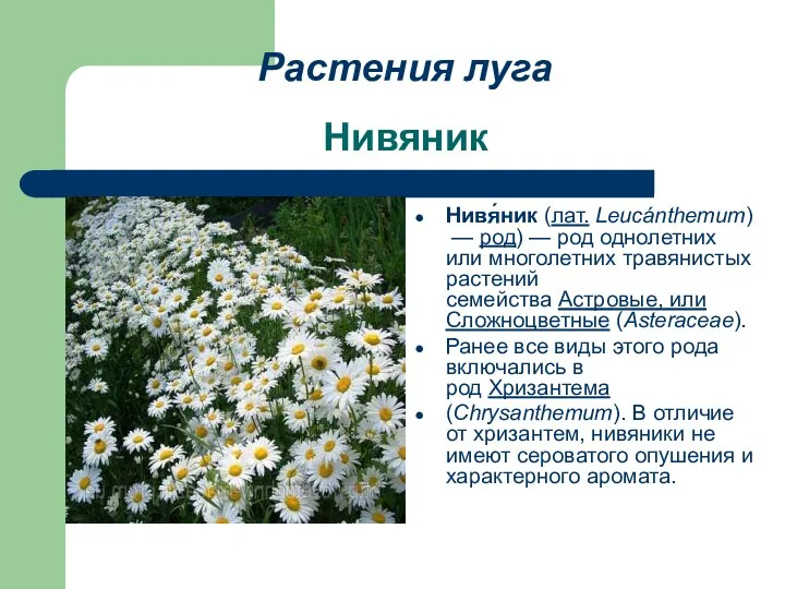 Нивяник Нивя́ник (лат. Leucánthemum) — род) — род однолетних или