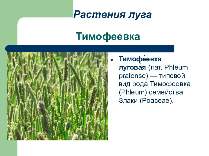 Тимофеевка Тимофе́евка лугова́я (лат. Phleum pratense) — типовой вид рода