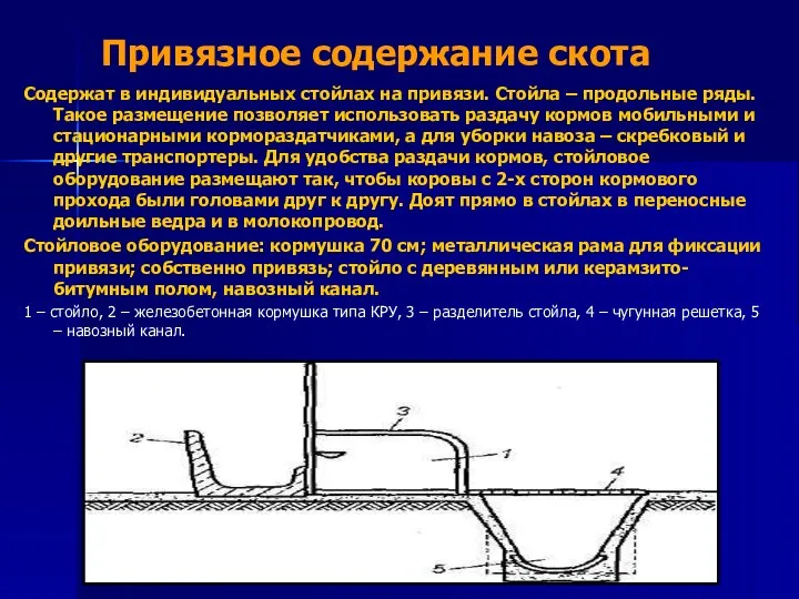 Привязное содержание скота Содержат в индивидуальных стойлах на привязи. Стойла