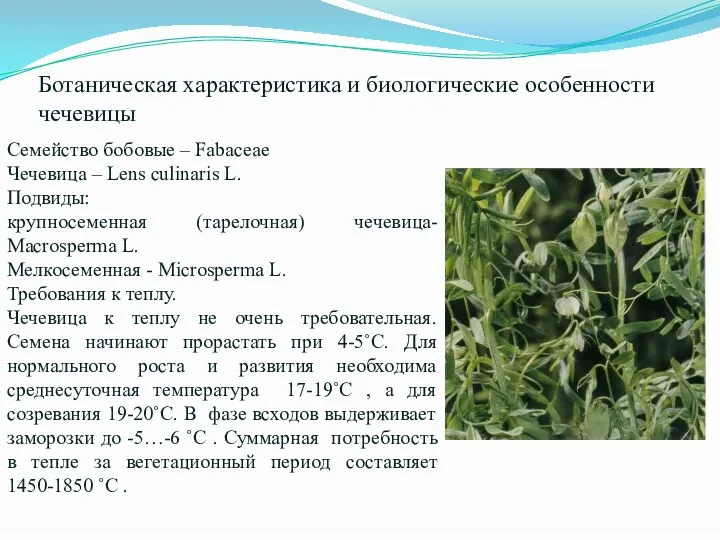 Ботаническая характеристика и биологические особенности чечевицы Семейство бобовые – Fabaceae