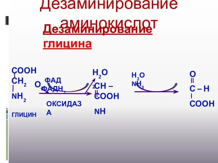 Дезаминирование аминокислот Н2О NН3 ФАД ФАДН2 О2 Н2О2 ОКСИДАЗА Дезаминирование глицина