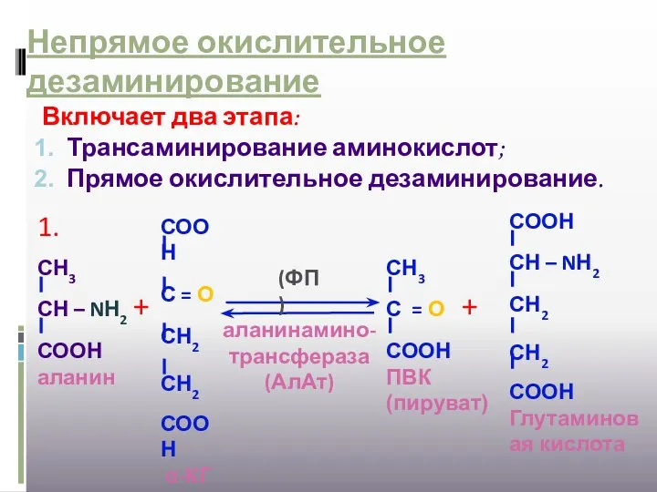 Непрямое окислительное дезаминирование Включает два этапа: Трансаминирование аминокислот; Прямое окислительное
