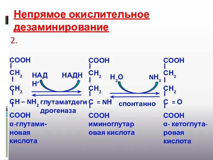 Непрямое окислительное дезаминирование СООН СН2 СН2 СН – NН2 СООН