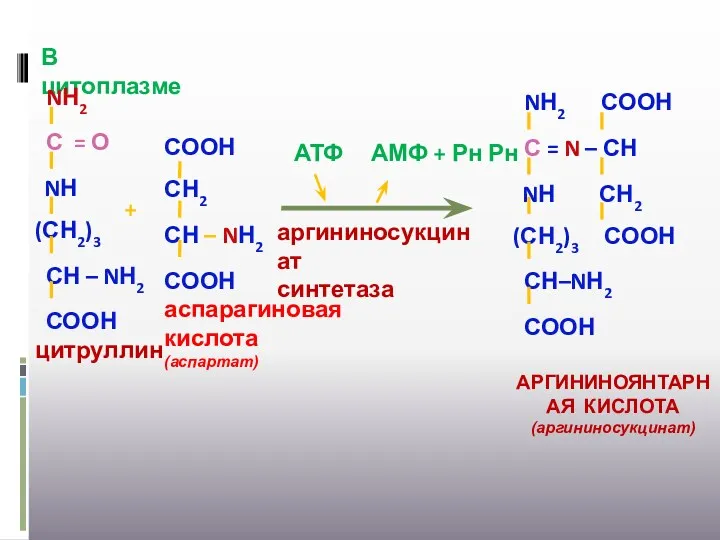 АТФ АМФ + Рн Рн аргининосукцинат синтетаза В цитоплазме +