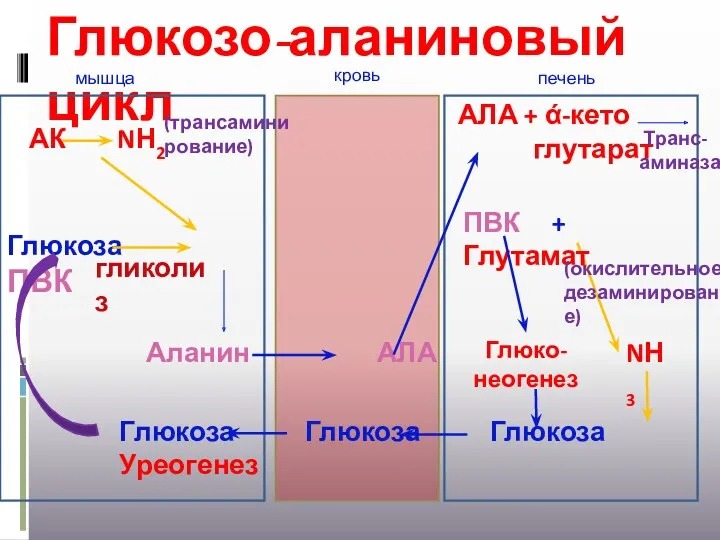 Глюкозо-аланиновый цикл АК NН2 (трансамини рование) Глюкоза ПВК гликолиз Глюкоза