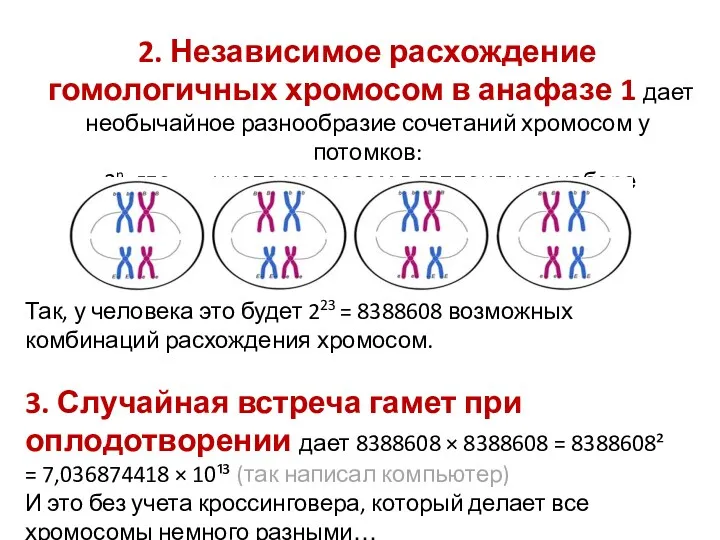 2. Независимое расхождение гомологичных хромосом в анафазе 1 дает необычайное