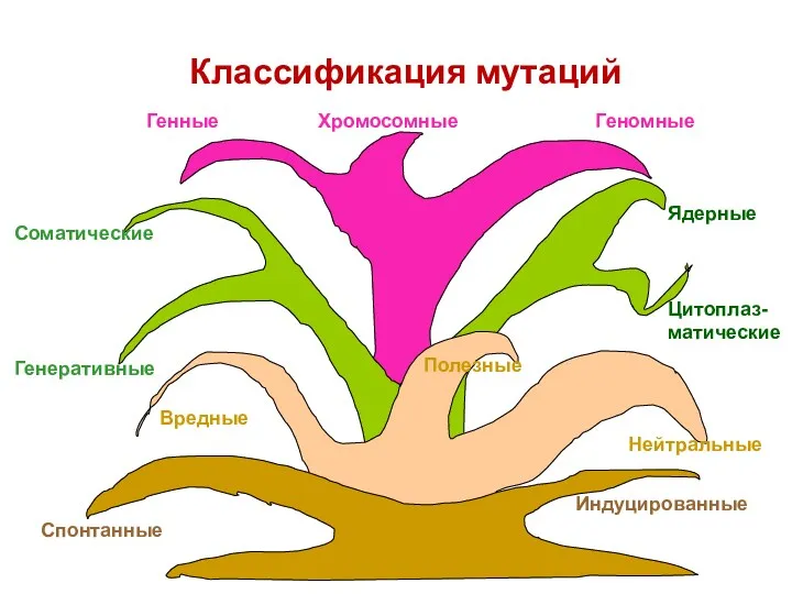 Генные Хромосомные Геномные Соматические Генеративные Ядерные Цитоплаз-матические Вредные Полезные Нейтральные Спонтанные Индуцированные Классификация мутаций