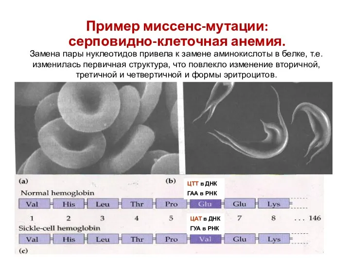 ЦТТ в ДНК ГАА в РНК ЦАТ в ДНК ГУА