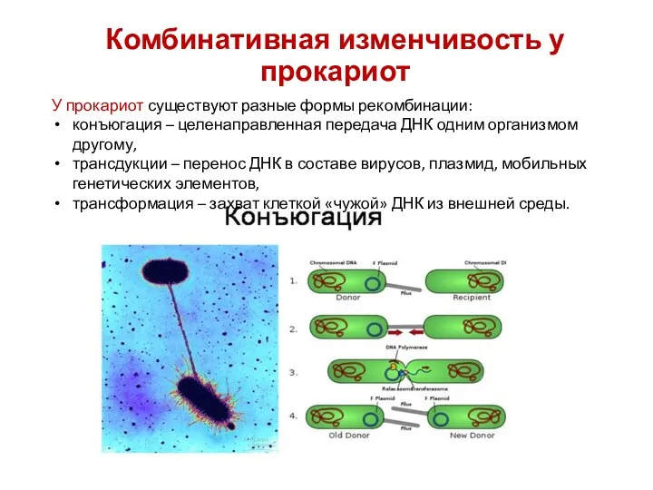 Комбинативная изменчивость у прокариот У прокариот существуют разные формы рекомбинации: