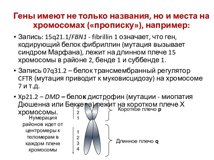 Гены имеют не только названия, но и места на хромосомах