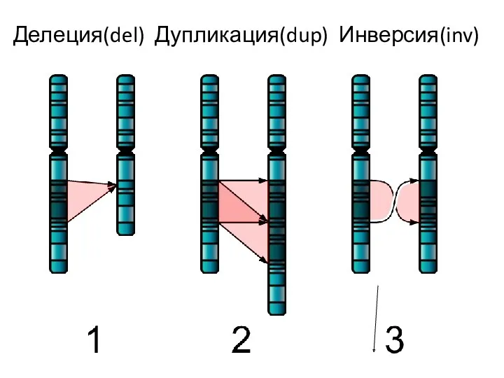 Делеция(del) Дупликация(dup) Инверсия(inv)