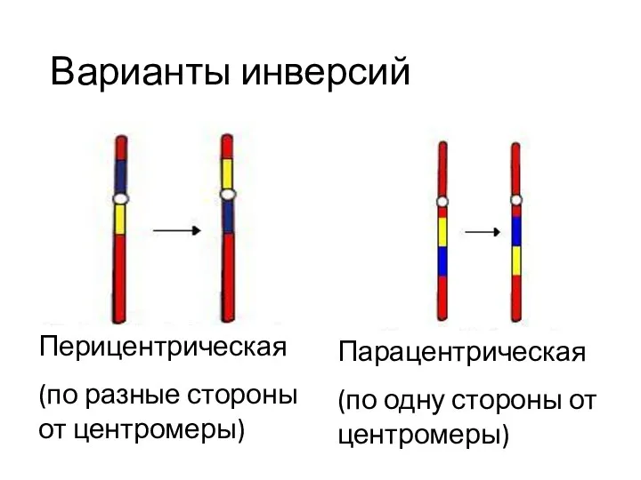 Варианты инверсий Перицентрическая (по разные стороны от центромеры) Парацентрическая (по одну стороны от центромеры)